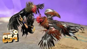 Chiến kê đối đầu gay cấn trong trận đá gà trực tiếp hôm nay