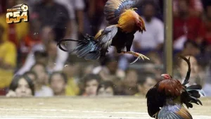 Đá gà tre cựa sắt, cựa dao hấp dẫn