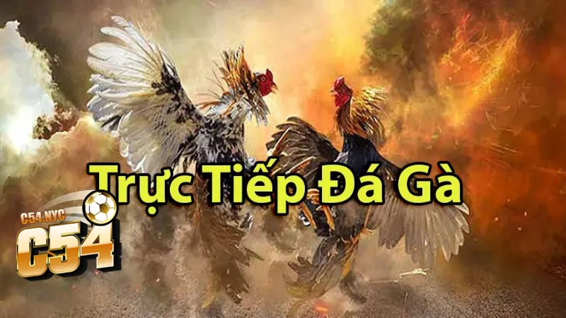 Tổng quan về đá gà trực tiếp hôm nay tại sân chơi C54 Đá gà trực tiếp hôm nay có gì
