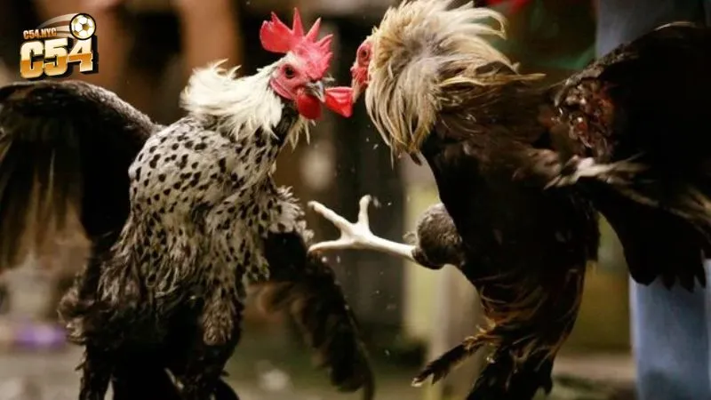Đặc điểm của gà tre khi chiến đấu