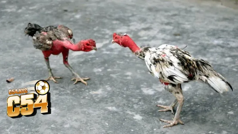 Gà nòi Việt Nam tung đòn hạ gục đối thủ 