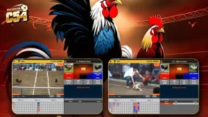 Giới thiệu game đá gà online tại C54
