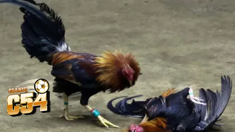 Khoảnh khắc đá gà cựa dao kịch tính giữa hai chiến kê 