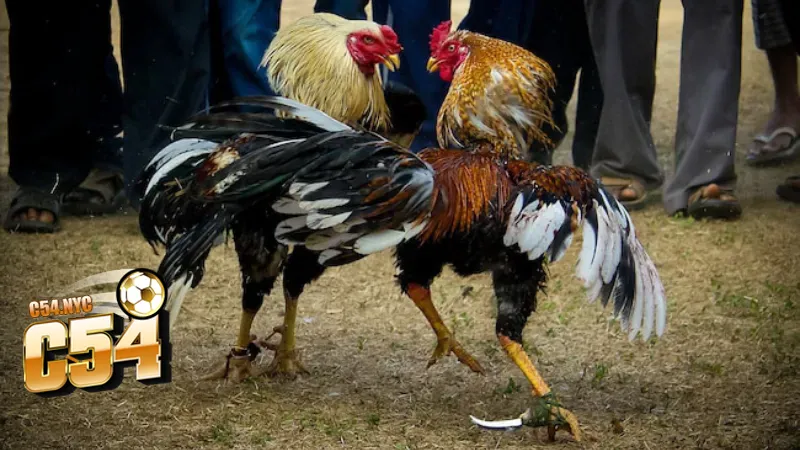 Tổng quan về đá gà trực tiếp hôm nay tại sân chơi C54 Sàn đấu chuyên nghiệp - Trận đấu nảy lửa