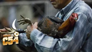 Tham gia cá cược đá gà thu tiền bội tay 