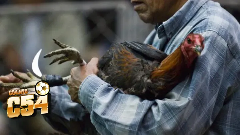 Tham gia cá cược đá gà thu tiền bội tay 