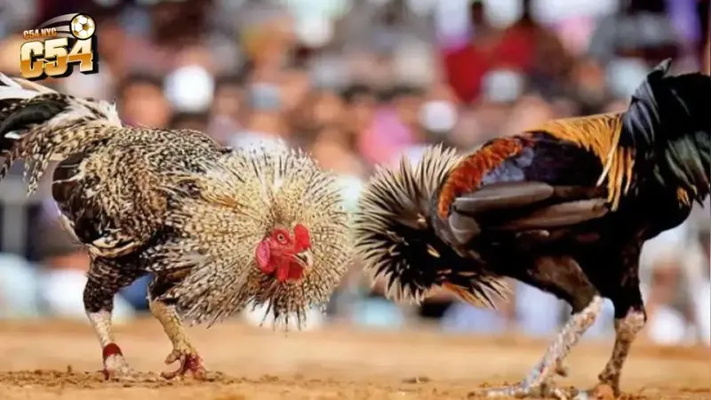 Đá gà Thomo - Xem miễn phí 500+ trận đấu mỗi ngày tại C54 Tổng quan về Đá gà Thomo nổi tiếng châu Á