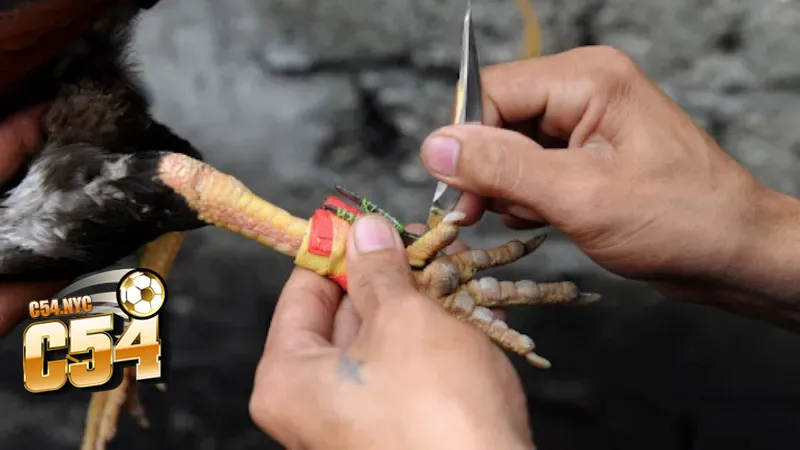 Trận đấu đá gà cựa dao tại C54