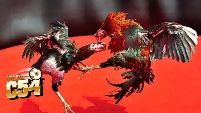 Tổng quan về đá gà trực tiếp hôm nay tại sân chơi C54 Trường gà hiện đại nhất hiện tại